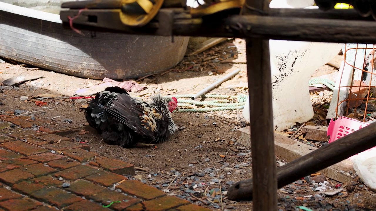Un gallo bianco e nero riposa e fa bagni di polvere sulla terra in un cortile rurale