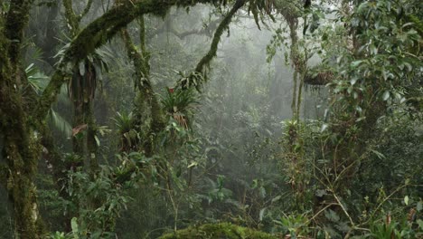 el lapso de tiempo dentro de la selva lluviosa de niebla, la niebla se mueve