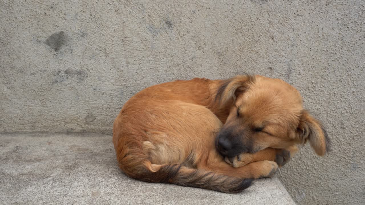 un perro durmiendo en el antiguo pueblo de antigua, en la base del volcán acatenango