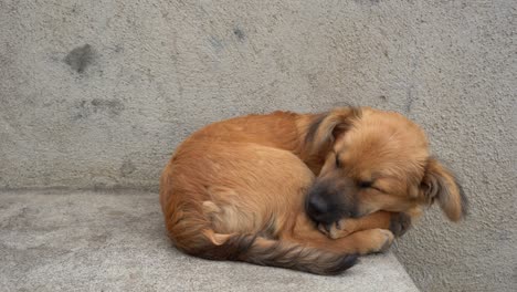 Ein-Hund,-Der-In-Dem-Alten-Dorf-Auf-Antigua-Schläft,-Am-Fuß-Des-Vulkans-Acatenango