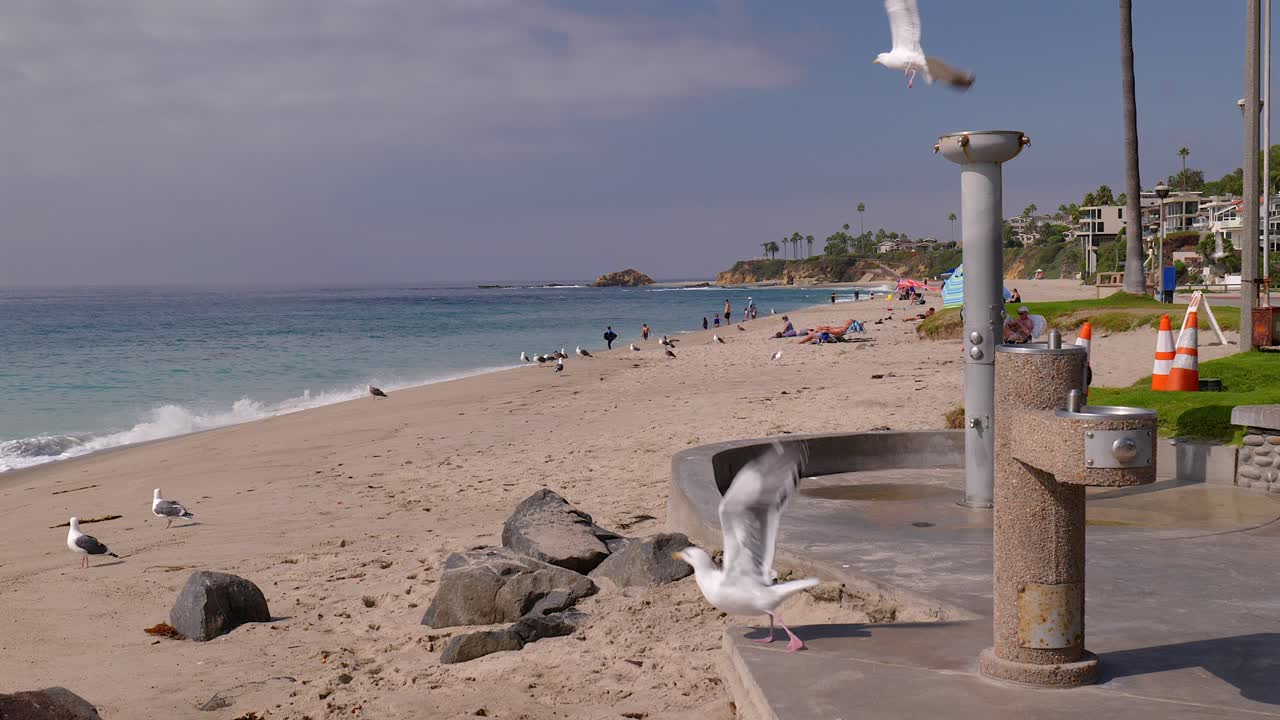 замедленная съемка улетающих чаек на пляже алисо в округе оранж калифорния