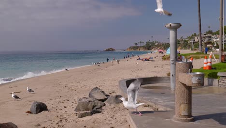 Slow-motion-footage-of-Seagulls-flying-away-at-Aliso-Beach-in-Orange-County-California