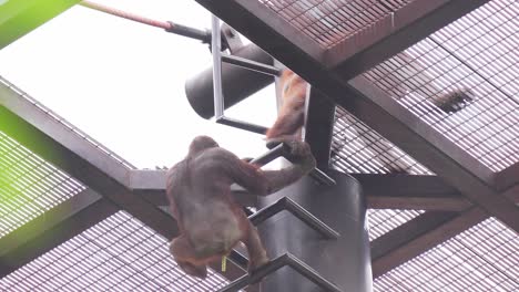 orangutanes trepando por una estructura metálica para acceder al área exterior, en el zoológico