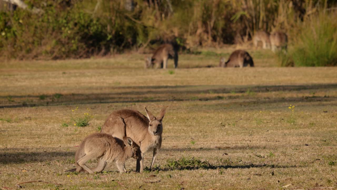 canguros grises del este alimentándose en el sol de la mañana, parque de conservación del lago coombabah, costa de oro, queensland