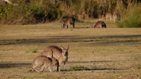 Canguros-Grises-Orientales-Alimentándose-Bajo-El-Sol-De-La-Mañana,-Parque-De-Conservación-Del-Lago-Coombabah,-Costa-Dorada,-Queensland