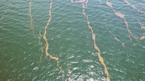 aerial of sargassum grasses floating on the surface of the gulf of mexico