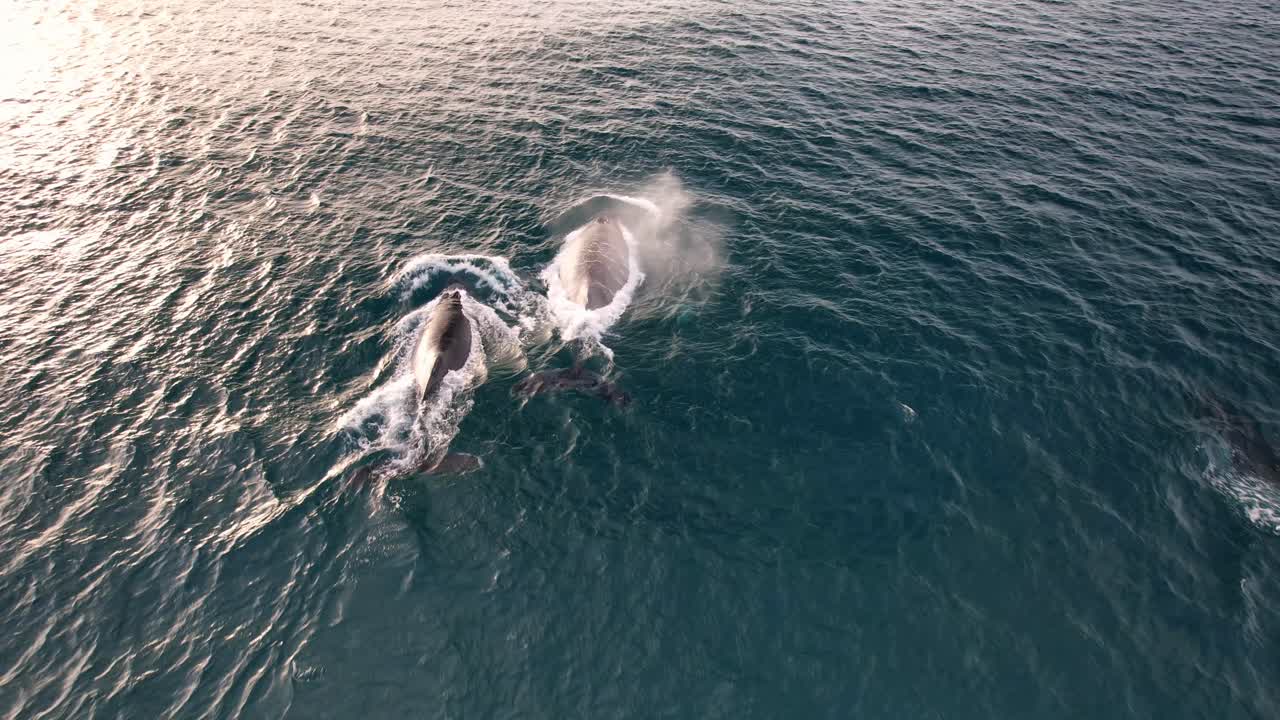 Humpback Whales In The Turquoise Waters Of Cabarita Beach In NSW, Australia - Drone Shot