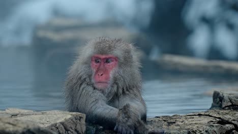 a serious and contemplative snow monkey sits relaxed in the steaming waters of a foggy onsen in jigokudani, japan.