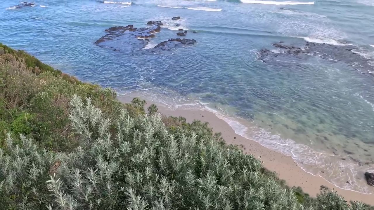 High-angle view tilting up from coastal greenery to ocean waves crashing on Flinders beach.