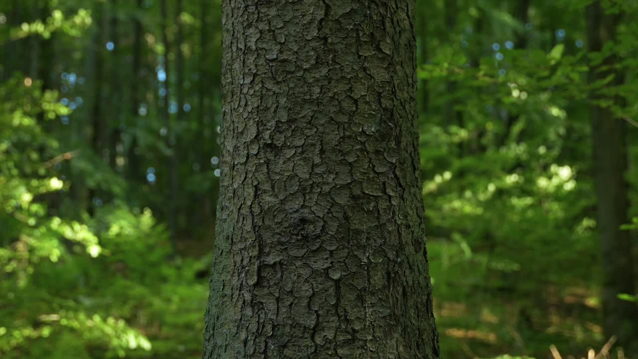 Primo piano della texture del tronco d'albero in una foresta selvaggia. Corteccia marrone con crepe.