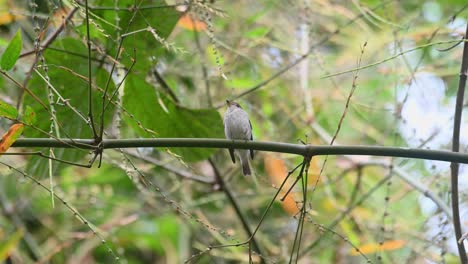 Papamoscas-Marrón-Asiático,-Muscicapa-Dauurica,-Parque-Nacional-Kaeng-Krachan,-Tailandia