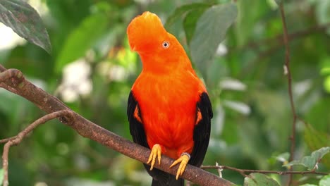 Male-Andean-cock-of-the-rock,-rupicola-peruvianus)-with-striking-plumage,-perched-on-tree-branch,-shaking-its-head,-curiously-wondering-around-the-surroundings,-close-up-shot