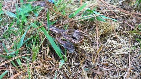 Video-Estático-De-Una-Serpiente-Rata-Occidental-Pantherophis-Obsoletus