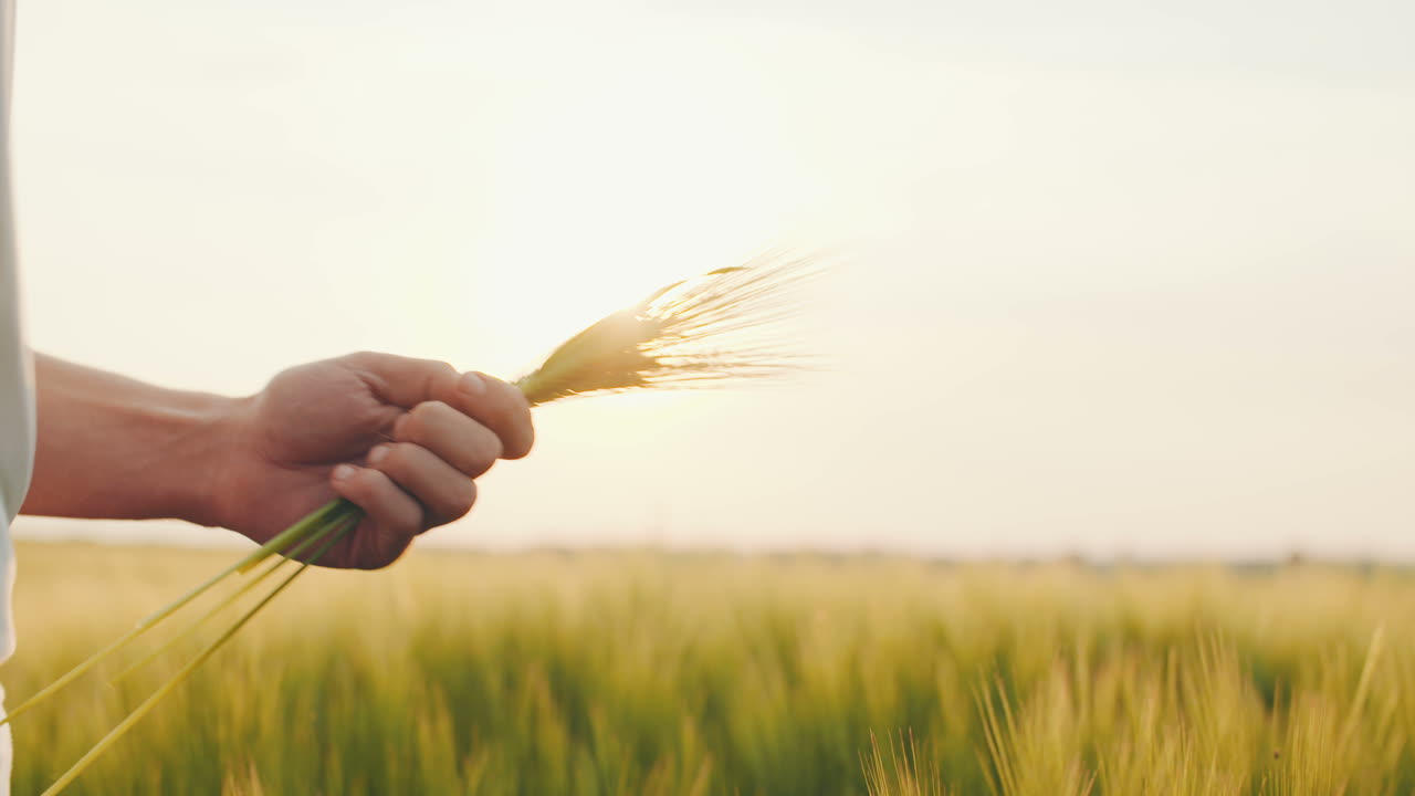 밀을 만지는 농업 남자의 손