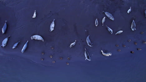 Colony-of-seals-relaxing-in-black-sand-beach