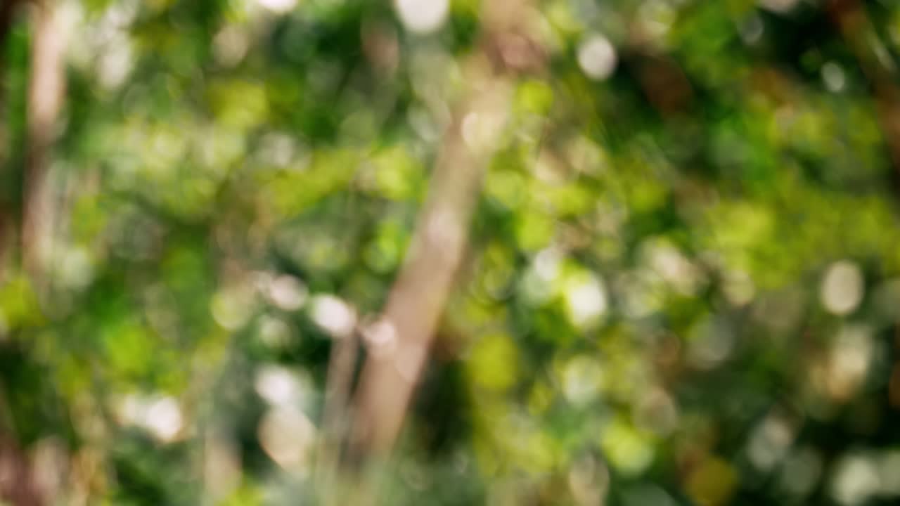 Explore serene beauty of nature with blurred foliage and captivating bokeh effects