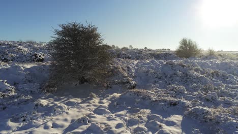 Cubierto-De-Nieve-Rural-Invierno-Campo-árbol-órbita-Aérea-Derecha-ángulo-Bajo