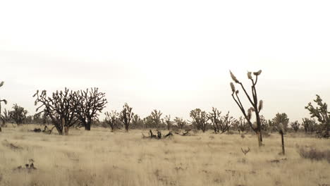 desert landscape with joshua trees and dry grass