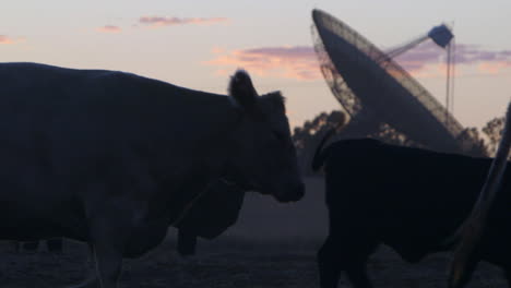 heard of cows calmly grazing with a radio telescope in the background