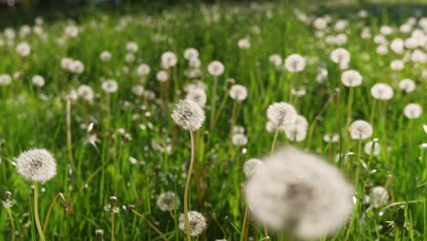 lite lustrous dandelions farm harvest flourishing