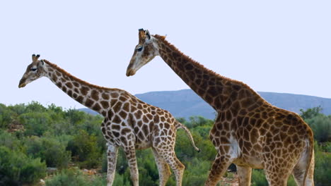 two cape giraffe with striking brown coat patterns walks through shrubland