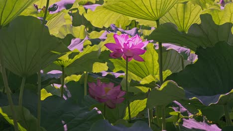 hermosas flores de loto rosadas en tokyo ueno
