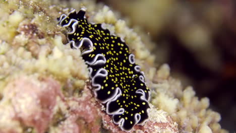 a colorful sea worm underwater