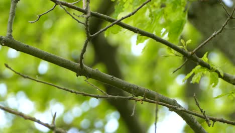 eastern mountain bluebird sitting on a tree branch