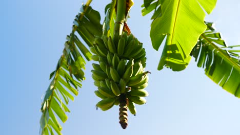 plátano de dedo colgando de un árbol de plátano cerca de la costa