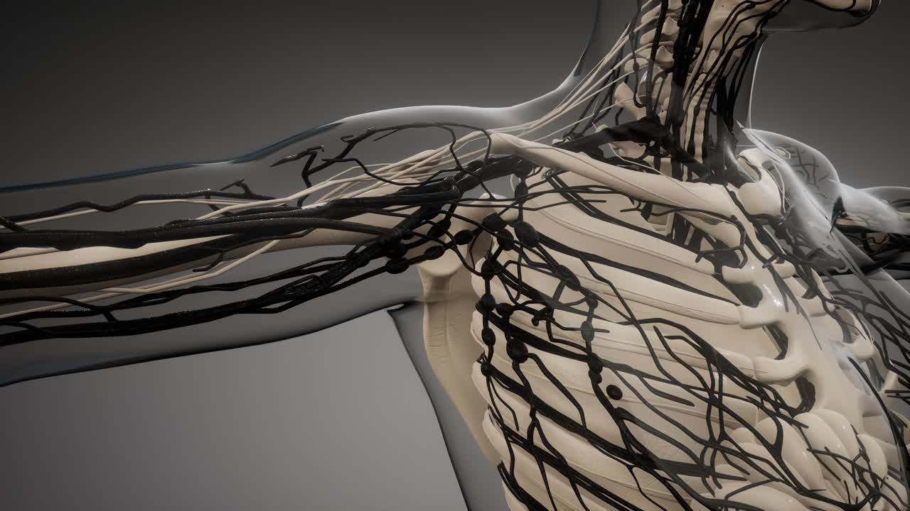 vasos sanguíneos del cuerpo humano