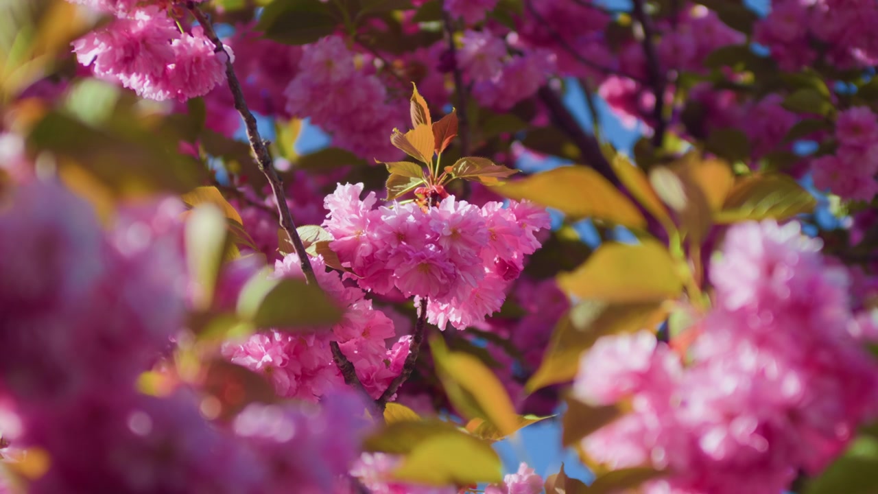 Pink flower detail blooming tree branch, handheld close up shot. Beautiful fuchsia blossom macro view surrounded by vibrant springtime floral foliage.