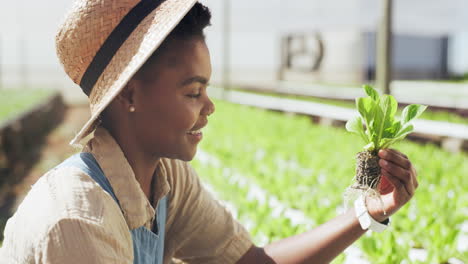 woman farmer inspecting lettuce plants in greenhouse