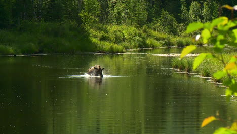 moose bathing and drying off