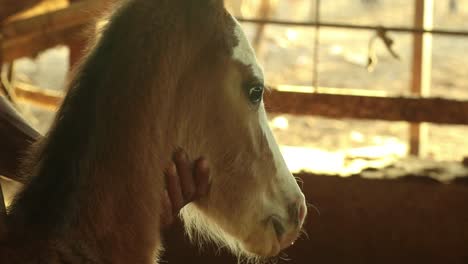 close up of hand petting horse baby foal