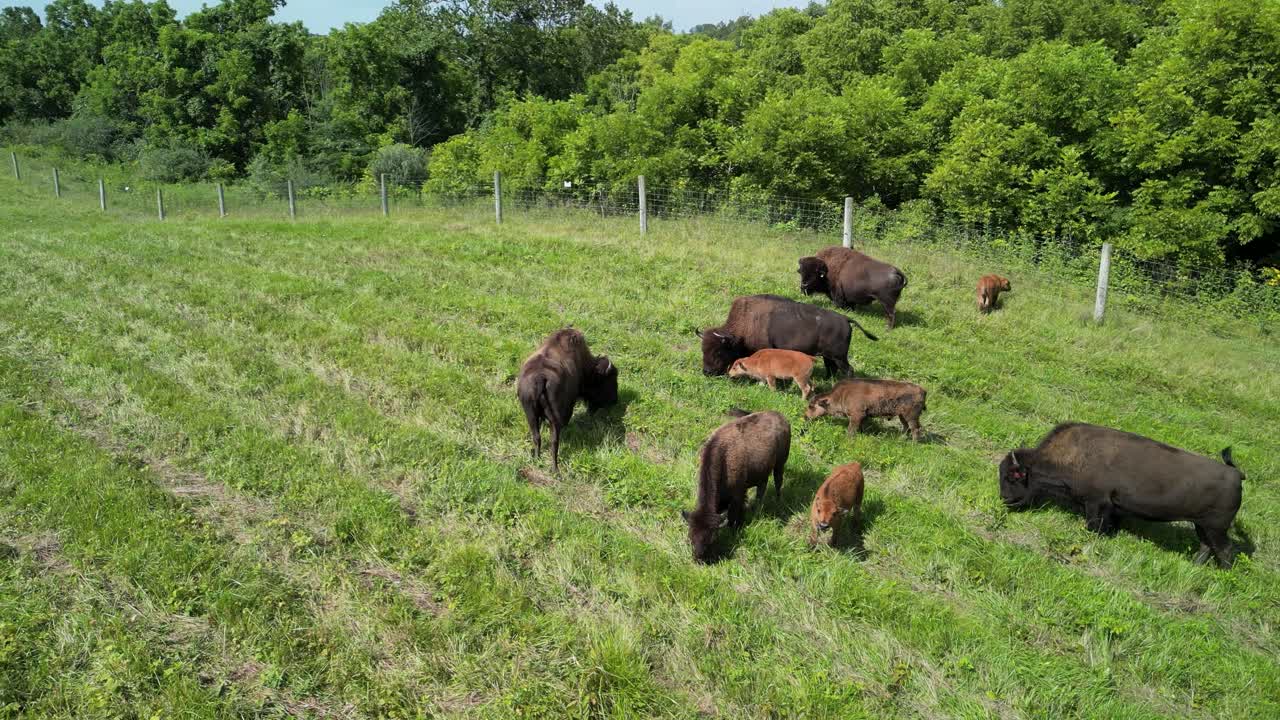 Kredsende luftfoto af en bisonflok der græsser på en mark.
