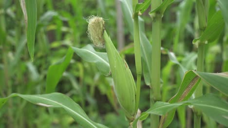 cultivation of corn plants in hilly areas