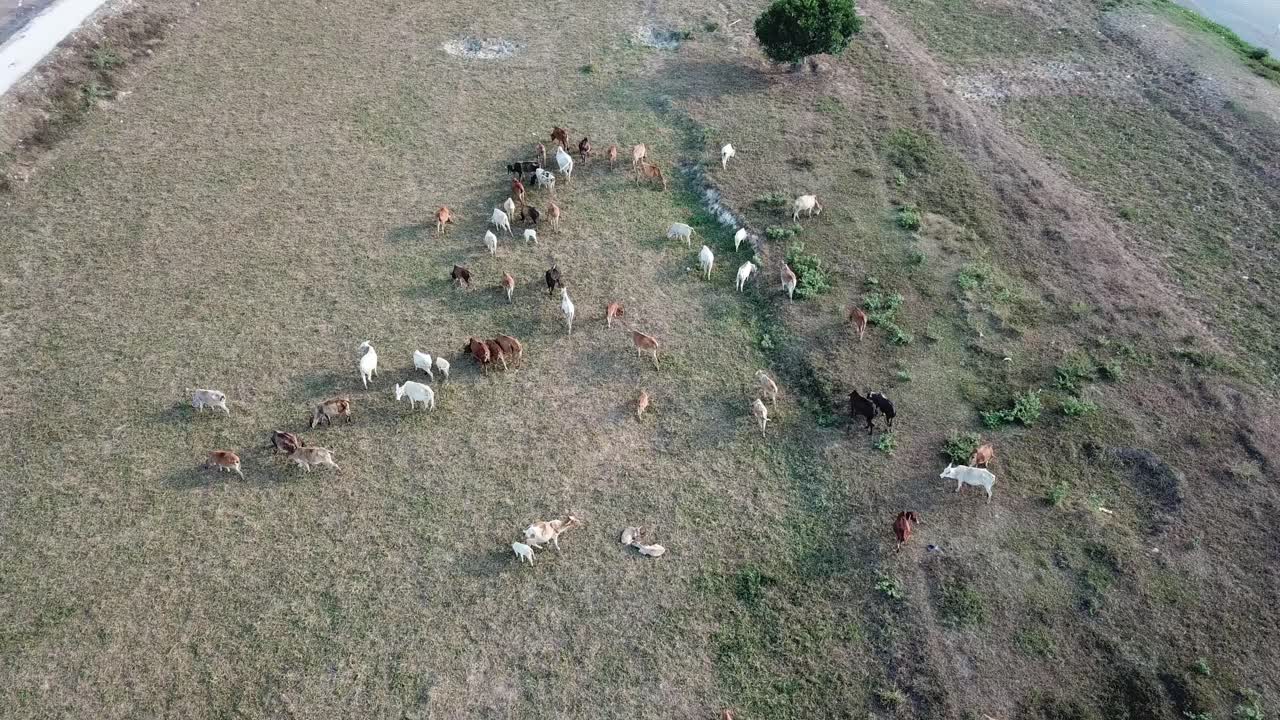⁇ 에서 잔디를 잡는 소들.