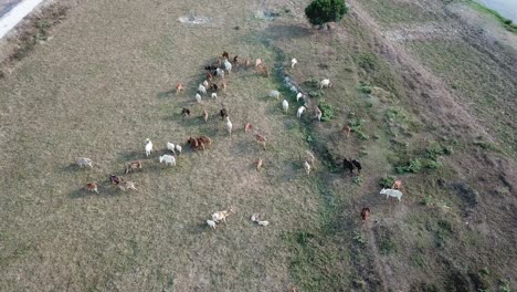 Cows-grazing-grass-at-field.