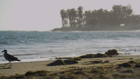 Toma-Ascendente-De-Una-Gaviota-Caminando-Por-La-Playa-De-Ventura-A-La-Playa-En-Las-Distancias-Ubicadas-En-El-Condado-De-Ventura-En-El-Sur-De-California