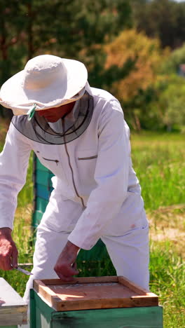 man in special white protective outfit and hat opens the lid of a hive using metal tool. beekeeper checking out his organic farm. vertical video