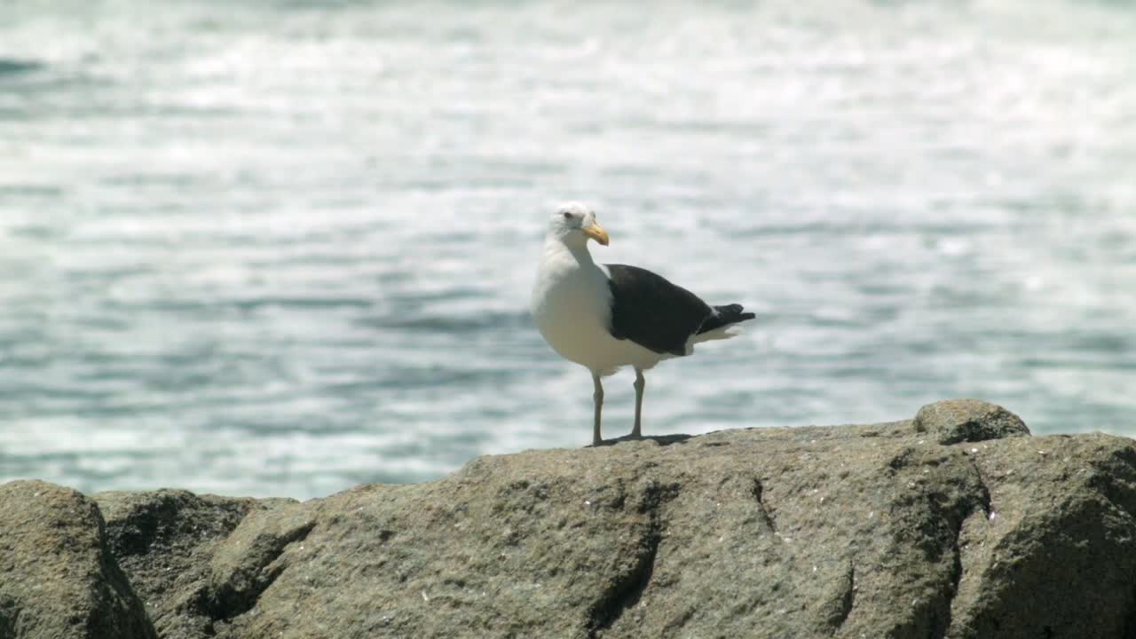 gaviota encaramada en la roca en la playa, olas borrosas en el fondo