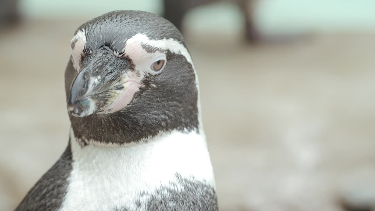 un primer plano extremo de un pingüino en un zoológico en tiempo real 50 fps