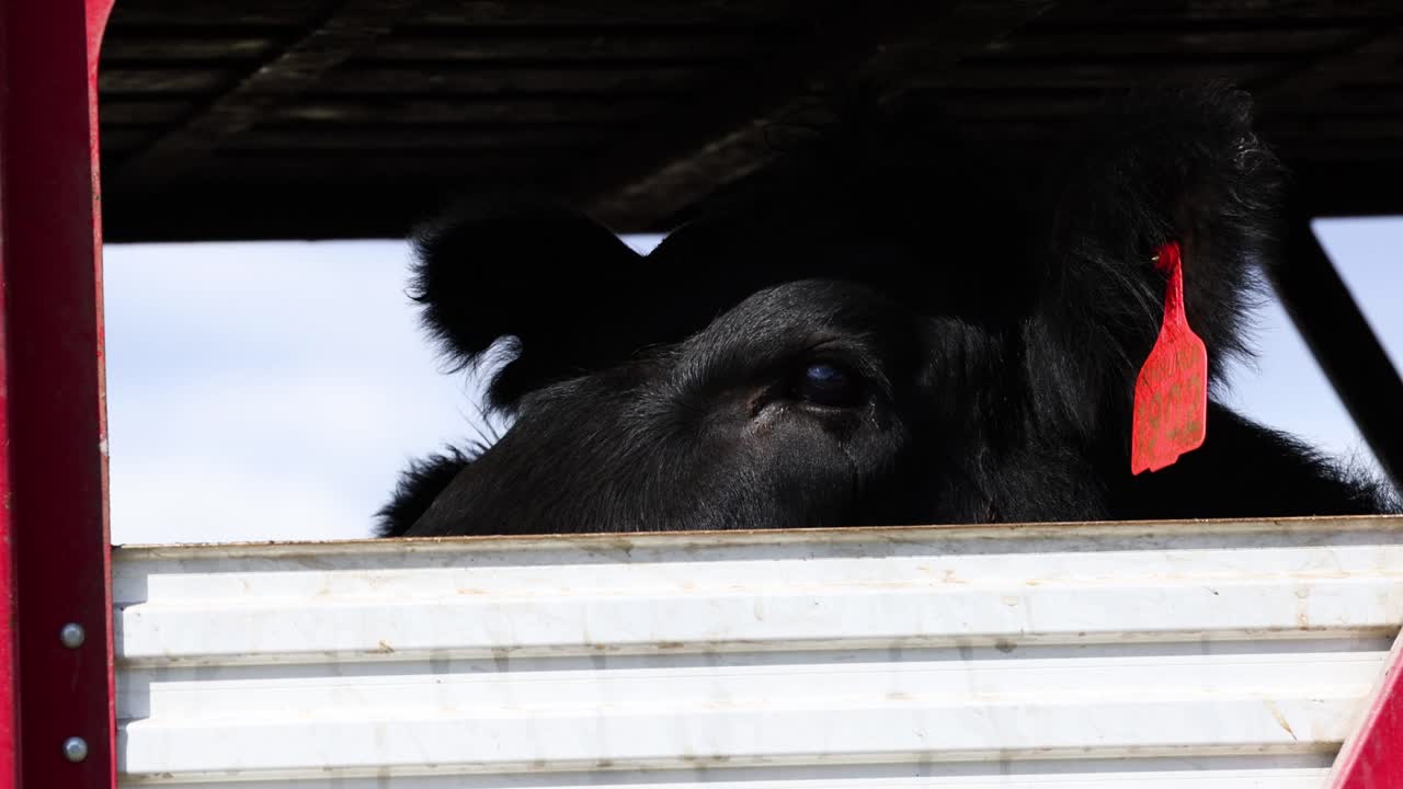 vacas mirando desde una estructura de metal y madera