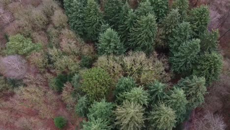 Tiro-Desde-Arriba-De-Un-Bosque-En-Otoño