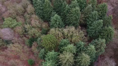 tiro desde arriba de un bosque en otoño