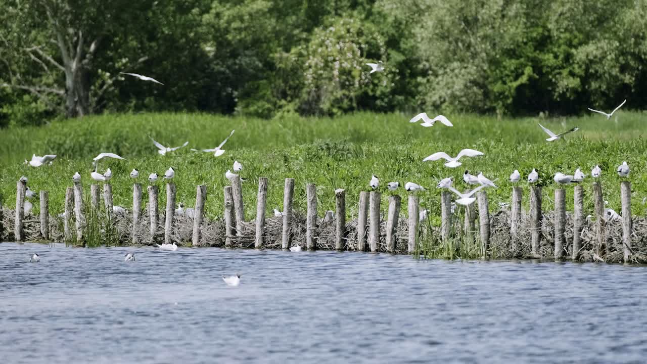pájaros voladores al azar cerca de la orilla del lago