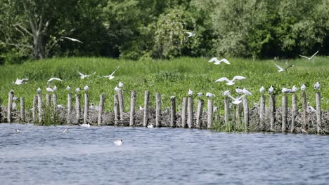 Pájaros-Voladores-Al-Azar-Cerca-De-La-Orilla-Del-Lago