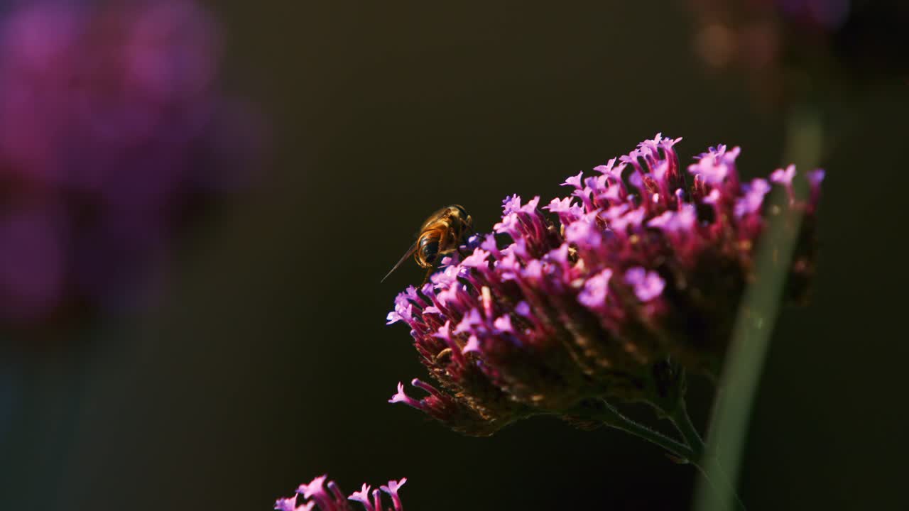 primer plano de una mosca en una flor rosada, filmado en 1000 fps súper cámara lenta