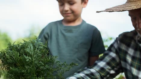 Video-of-grandfather-and-grandson-with-carrots-in-vegetable-garden