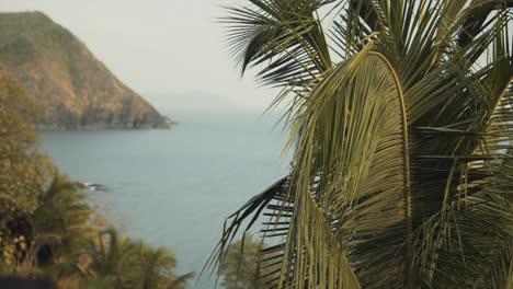 coast cliff view to ocean with a palm tree and a rock wall showing up